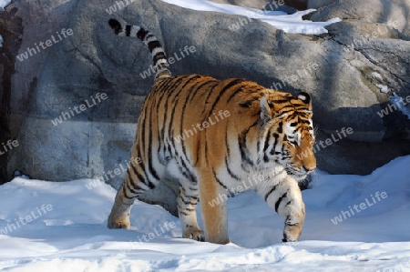 sibirischer Tiger im Schnee