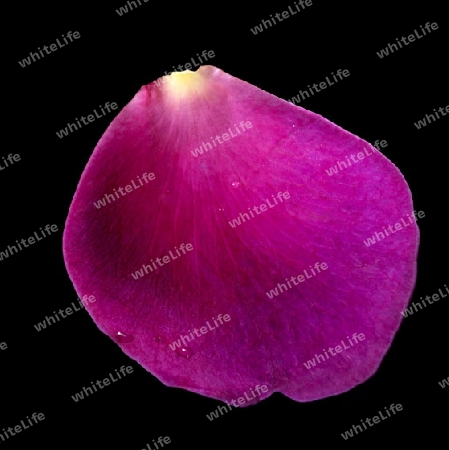 studio photography of a violet rose petal in black back