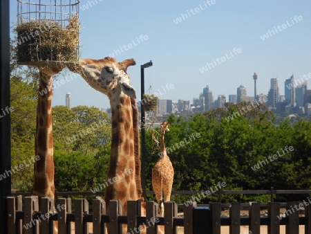 Giraffen in Sydney