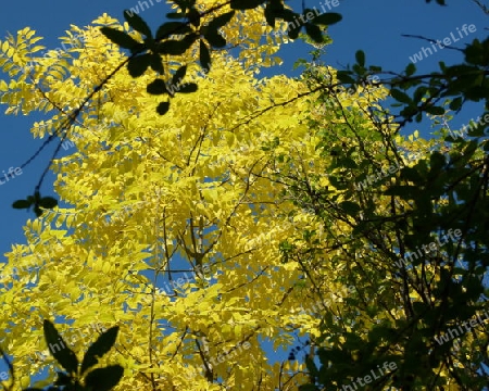 Baum mit leuchtend gelben Bl?ttern