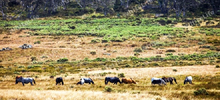 Wild Horses In New South Wales Australia