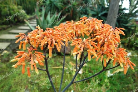 Aloe Blüte, Madeira