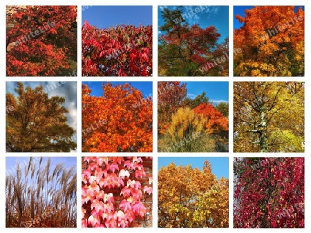 Herbstcollage