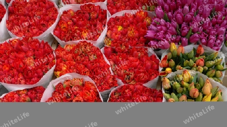 Tulpen auf dem Blumenmarkt von Amsterdam