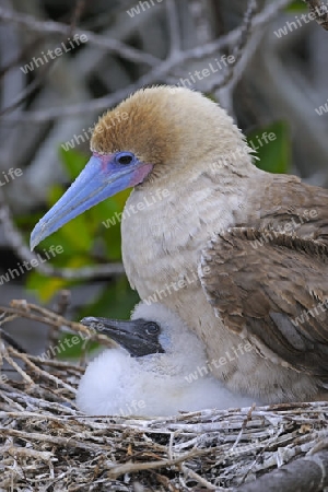 Rotfusst?lpel (Sula sula), braune Form, mit Kueken auf Nest,  Insel Genovesa, Tower Island, Galapagos Archipel, Unesco Welterbe,  Ecuador, Suedamerika
