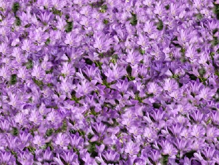 Blumenhintergrund, Campanula