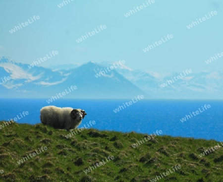 Schaf am Meer