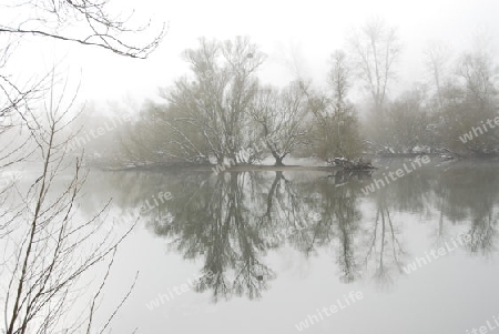 Nebel in den Rheinauen