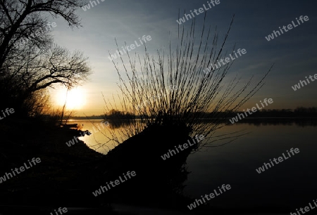 Sonnenuntergang in den Rheinauen