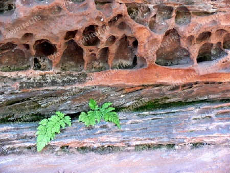 Erosion im roten Sandsteinfels mit einem gr?nen Farn