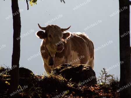 Kuh im Bergwald
