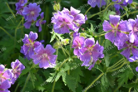 Gartenpflanze lila