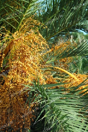 Palme mit Früchten, Spanien