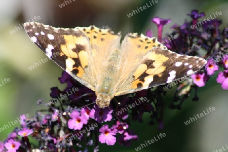Diestelfalter  Thistle butterfly (Vanessa cardui)