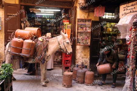 a smal Marketroad in the Medina of old City in the historical Town of Fes in Morocco in north Africa.