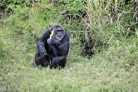 Schimpanse mit Zuckerrohr 