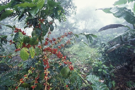 The coffee Plantations in the Hills of Copan in Honduras in Central America,