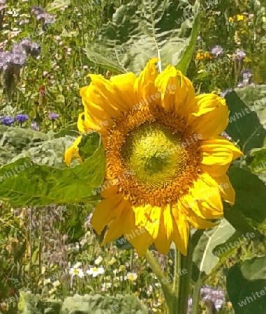 Sonnenblumen-Feld 3