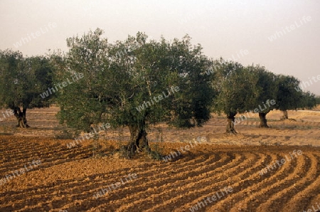 Olivenbaeume auf der Insel Jierba im Sueden von Tunesien in Nordafrika.  