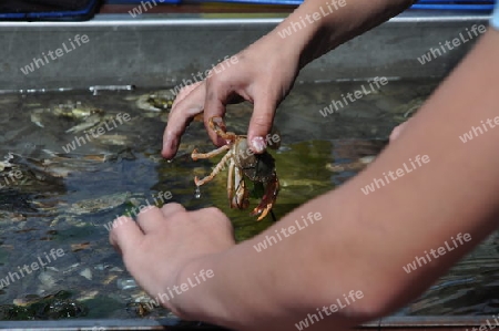 Kinderhand mit Krabbe beim Fischfang
