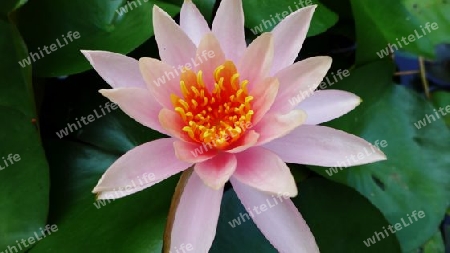 Lotus in pink