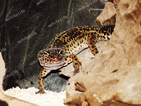 Leopard, Leopardgecko, Gecko, Echse, Reptilien, Exoten, Haustiere, Farbe, Natur, Indien