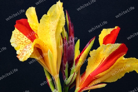 Indisches Blumenrohr (Canna indica), auch Essbare Canna, Achira oder Kapacho, Australische Pfeilwurz genannt, ist eine Pflanzenart aus der Gattung Blumenrohr (Canna), der einzigen Gattung der Familie der Blumenrohrgew?chse (Cannaceae). Die urspr?ngli