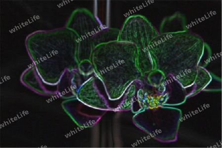 Neon - Orchidee