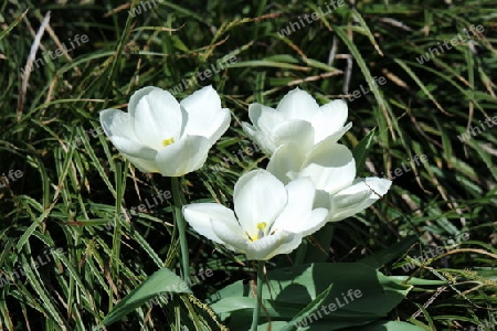 Weiße Tulpen im Gras