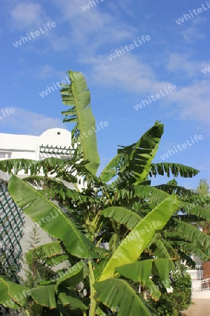 Bananenpflanzen im Garten