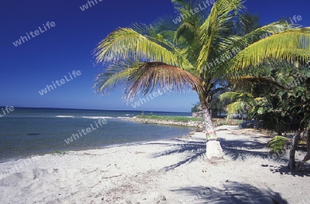 the Beach of Tela near San Pedro Sula on the caribian sea in Honduras in Central America,