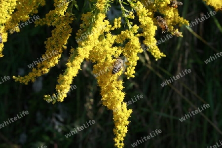 Einige Bienen auf der Bluete einer kanadischen Goldrute beim Pollensammeln