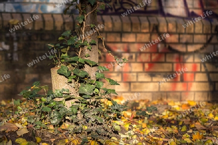 Efeu an der Mauer im Herbst