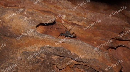 Scorpionspider Viperhill