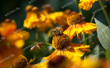 Bienenmahl