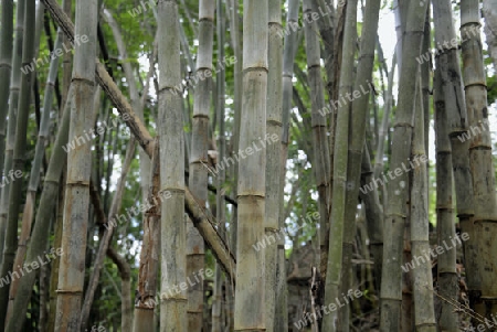Ein Bamboo Wald an der  Bergstrasse vom Dorf Mae Hong Son nach Mae Aw im norden von Thailand in Suedostasien.