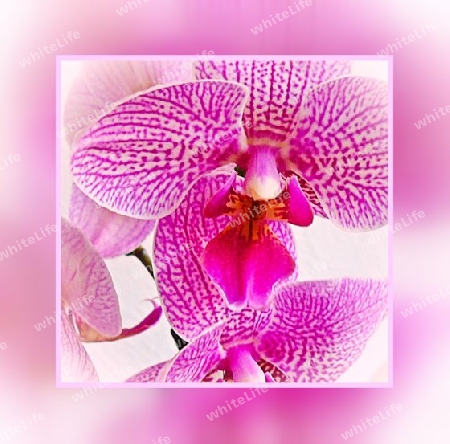 Orchideentraum
