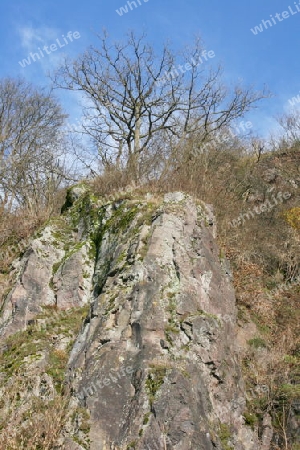 Felsenbaum Rock tree