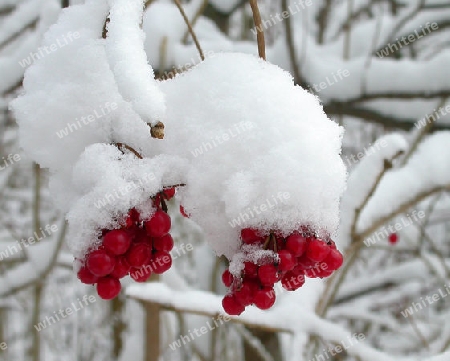 Cranberry schneebedeckt