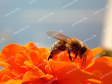 Biene auf Tagetes