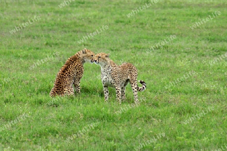 Cheetah, Acynonix Jubatus