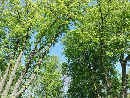 Kastanienbäume im Frühling