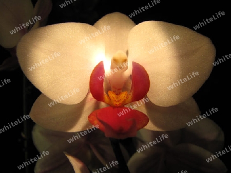 Orchideengesicht