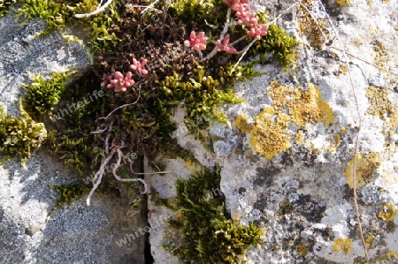 Flechten und Pflanzen auf einem Stein
