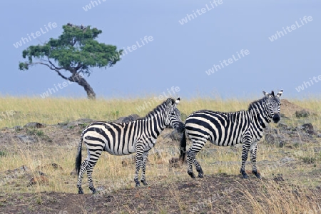 Zebras (Equus quagga), Masai Mara, Kenia, Afrika
