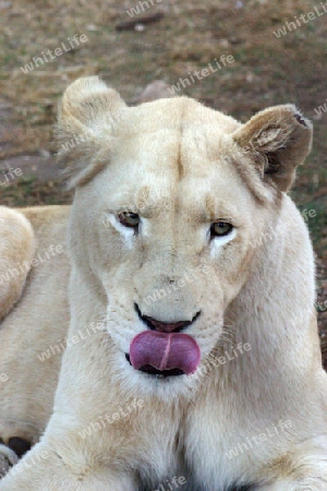 Lion, Panthera Leo