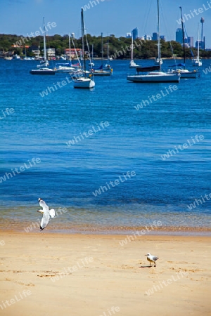 Camp Cove Beach in Sydney New South Wales Australia
