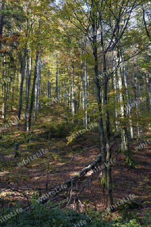 Bergmischwald im Biosphaerenreservat Vessertal, Th?ringer Wald
