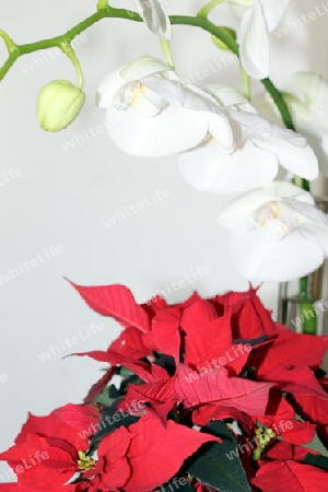 Weihnachtstern/ Orchidee 