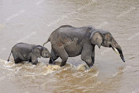 Afrikanische Elefanten (Loxodonta africana), Mutter mit Jungtier beim durchqueren des Mara Flusses, Masai Mara, Kenia, Afrika